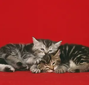 Cat Prints For Sale Stampe: Cat - 2 kittens