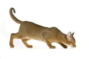 Domestic Short Haired Cats Stampe: Cat - Abyssinian - in studio