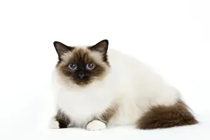White Background Studio Cats Stampe: Cat - Birman - lying down