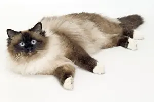 White Background Cat Photos Stampe: Cat - Birman lying in studio