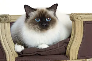Gatti (domestici) Stampe: Gatto - Birmana - nello studio