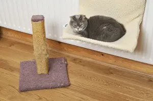 Domestic Cat Lying Down Stampe: Cat - on cat bed next to scratching post