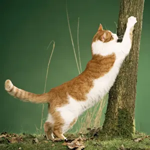 Domestic Cat Behavior Stampe: Cat - clawing at tree, using as scratching post