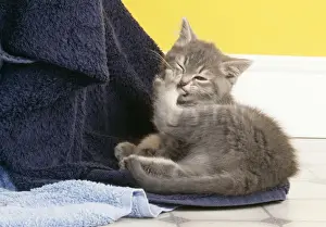 John Daniels Wildlife Photos Stampe: Cat Cleaning itself