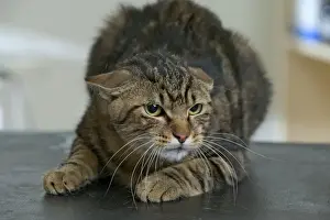 Feline Portrait Photography Stampe: Cat Crouching down