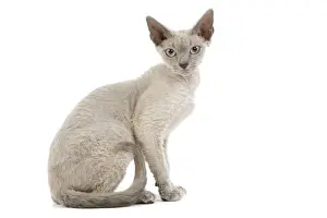 White Background Studio Cats Stampe: Cat - Devon Rex - blue - in studio