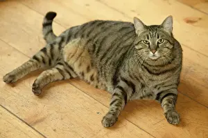 Gatti (domestici) Stampe: Gatto - gattino tigre