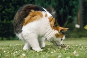 Unique Home Decor Ideas Stampe: Cat - & Frog