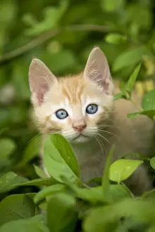 Cat Lover Home Decor Stampe: Cat - ginger kitten