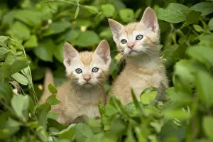 Ginger Kittens Stampe: Cat - two ginger kittens