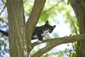 Personal Use Only Artwork Stampe: Cat Kitten in tree
