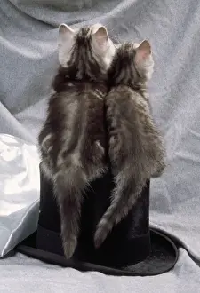 Tabby Kittens Stampe: Cat - kittens on top hat