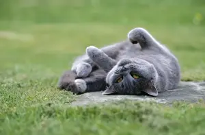 John Daniels Wildlife Photographer Stampe: Cat - lying on its back