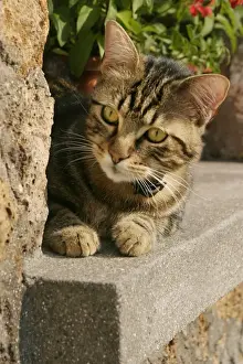 Animal Prints For Home Decor Stampe: Cat Lying on ledge