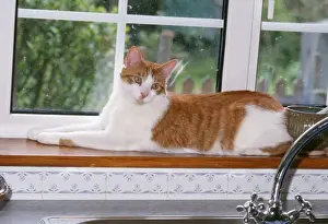 Personal Use Only Prints Stampe: Cat - lying on windowsill