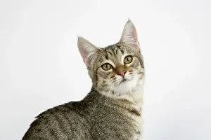 John Daniels Wildlife Photographer Stampe: Cat - Pixie-Bob
