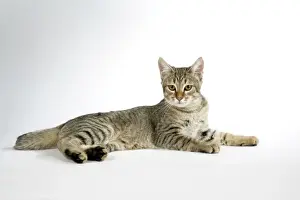 Personal Use Cat Images Stampe: Cat - Pixie-Bob laying down