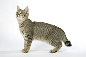 Animal Prints For Home Decor Stampe: Cat - Pixie-Bob looking up