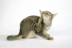 Pet Photography Art Stampe: Cat - Pixie-Bob scratching