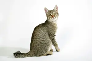 John Daniels Photographer Stampe: Cat - Pixie-Bob sitting looking around