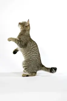 John Daniels Photographer Stampe: Cat - Pixie-Bob standing on back legs