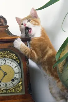 John Daniels Wildlife Photos Stampe: Cat - playing