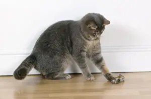 Immagini del 18 settembre 2007: Gatto - giocando con topolino