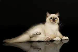 Ragdoll Cat Breed Stampe: Cat - Ragdoll
