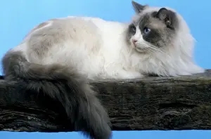 Limited Edition Animal Prints Stampe: Cat - Ragdoll