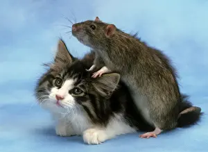 Jean Michel Labat Artist Stampe: Cat and Rat together