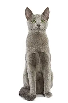 Gatti (domestici) Stampe: Gatto - Blu Russo nel studio