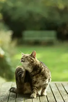 Ardea London Prints Stampe: Cat - scratching