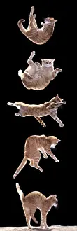 Jean Michel Labat Prints Stampe: Cat Sequence of falling cat