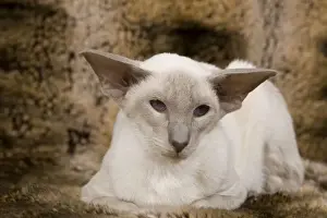 Domestic Short Haired Cats Stampe: Cat - Siamese