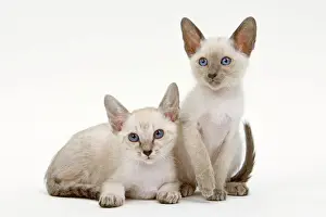Stampe di La 6505 Gatto - Siamese - due gattini nel studio di Jean-Michel Labat Prendere nota che le stampe sono destinati solo a scopi di visualizzazione personale e potrebbero non essere riprodotte in alcun Siamese Stampe: Gatto - Siamese - due gattini nel studio