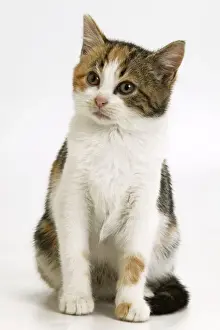 Personal Use Pet Prints Only Stampe: Cat - Sitting down