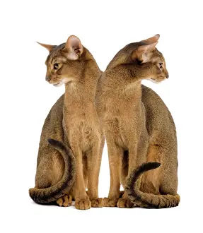Domestic Cat Studio Photography Stampe: Cat - two sitting in studio