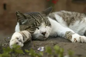 Jean Michel Labat Artist Stampe: Cat Sleeping