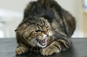 Personal Use Cat Pictures Stampe: Cat Snarling