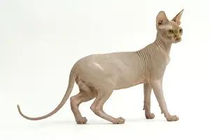 Sphynx Cat Breed Stampe: Cat - Sphinx