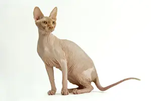 Stampe di La 1924, cat Sphynx di Jean Michel Labat. Si prega di notare che le stampe sono destinate solo a scopi di visualizzazione personale e potrebbero non essere riprodotte in alcun modo Sphynx Stampe: Gatto - Sfinge