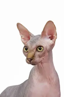 Stampe di La 6577, gatto - sifone nel mio studio Jean Michel Labat Si prega di notare che le stampe sono destinabili solo per scopi di visualizzazione personale e potrebbero non essere riprodotte in alcun modo Immagini datate 2009 settembre: Gatto - ipse sifone nella stanza
