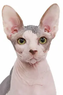 Studio Cat Photography Stampe: Cat - Sphinx in studio