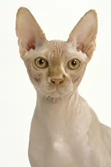 Jean Michel Labat Artwork Prints Stampe: Cat - Sphynx