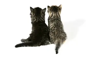 Pet Photography Art Stampe: Cat - Back view of two kittens