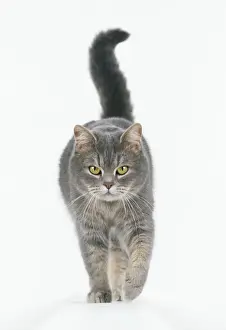 Feline Images Stampe: Cat Walking towards camera