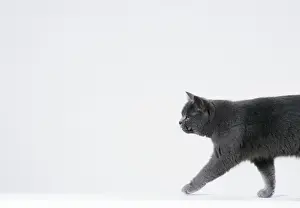 John Daniels Photos Stampe: Cat Walking sequence G2