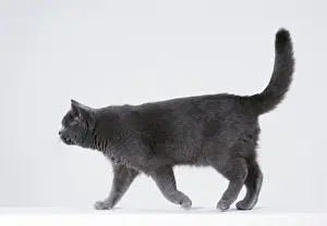 Cat Photography Prints Stampe: Cat Walking sequence G5