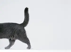 Pet Photography Art Prints Stampe: Cat Walking sequence G8