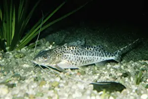 Wildlife Fish Photos Stampe: Catfish